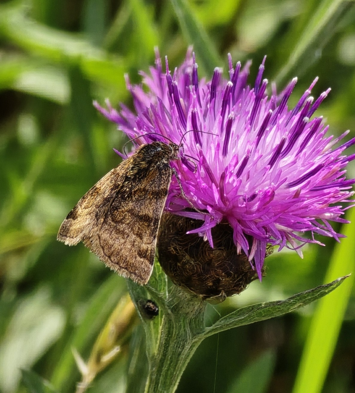 Photo of Burnet Companion (Euclidia glyphica)